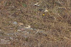 T9550t