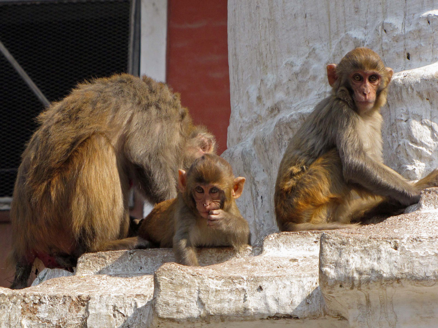  Rhesus makaker på Swayambunath området, mamma avlusar. 
