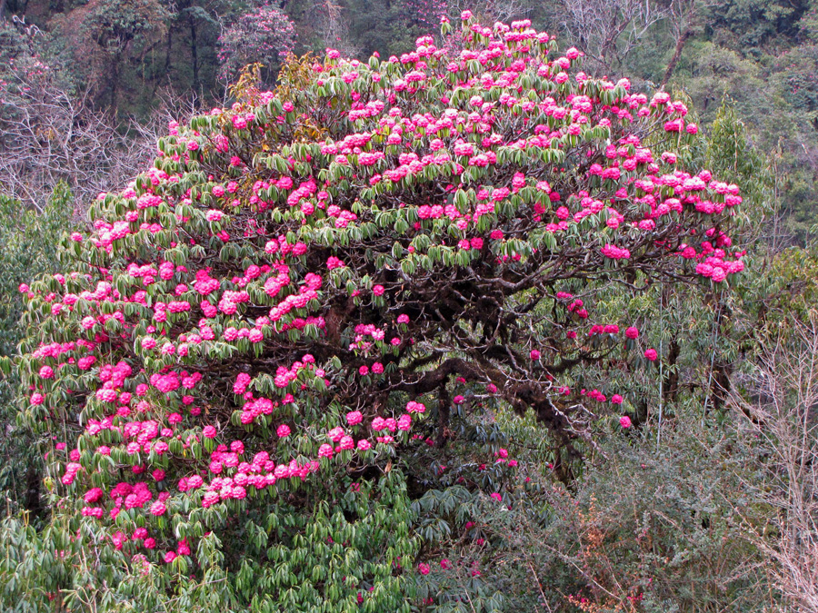  Vi lämnar odlingslandskapet och byarna för att komma in i rhododendronskogarna. Maffigt, Rhododendron arboreum i olika röd-rosa varianter. 15/3 