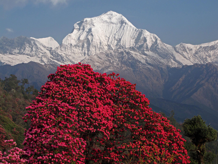  På väg ner togs första kortet med Dhaulagiri och rhododendron i sol. 