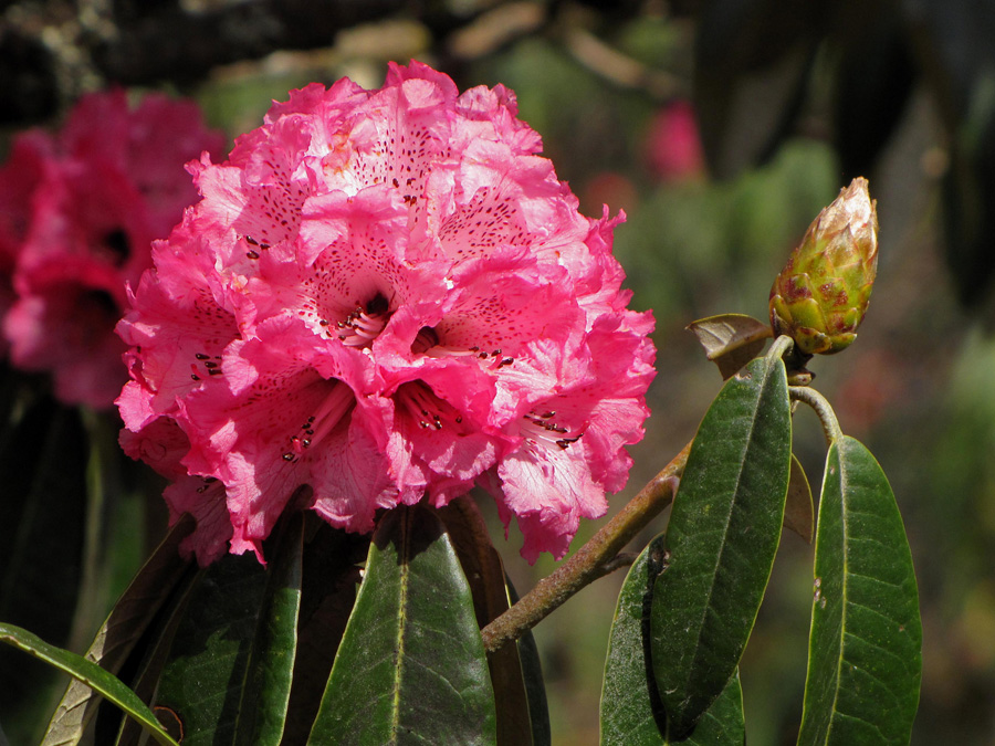  Rhododendron arboreum. 16/3 