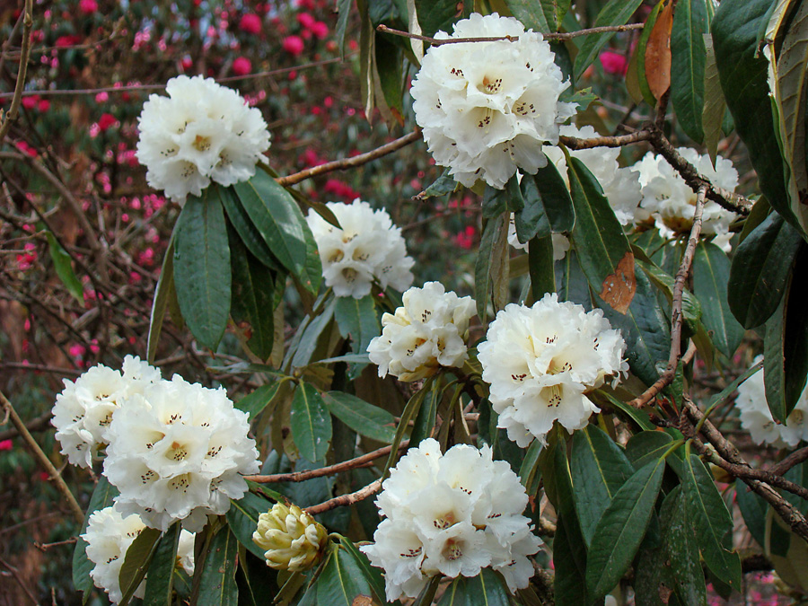  Det fanns även vita rhodedendron men av samma art, andra arter blommar nog senare. 16/3 