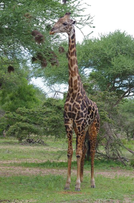 Giraffa camelopardalis ssp.  tippelskirchi